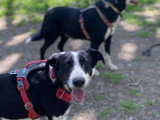 Dobby, croisé Border Collie à adopter en association