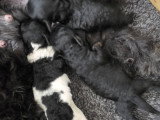 Chiots Caniche Toy à vendre