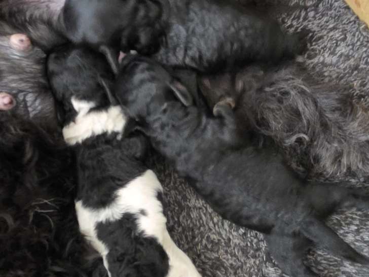 Chiots Caniche Toy à vendre