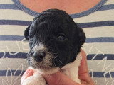 Chiots Caniche Toy à vendre