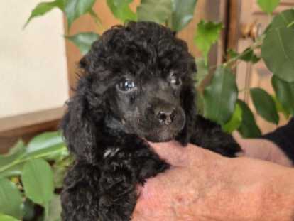 Chiots Caniche Toy et un Nain disponible