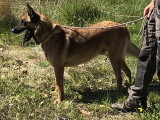 Chien de Berger Belge Malinois mâle LOF de 5 ans à donner