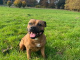Mâle Staffordshire Bull Terrier disponible pour saillie