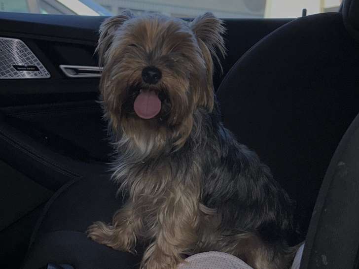 «  LOONE » femelle , âgée de 2 et demis . Yorkshire terrier