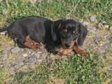 Chiots femelles Teckel Nain à vendre