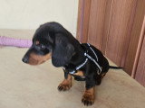 Chiots femelles Teckel Nain à vendre