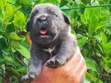 Chiots Cane Corso LOF à vendre