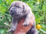 Chiots Cane Corso LOF à vendre
