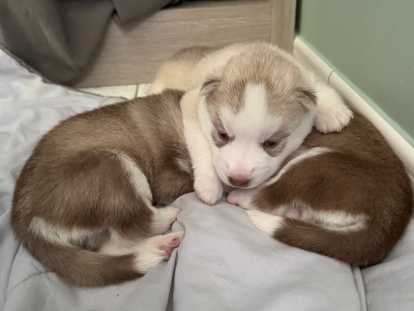 Chiots Husky de Sibérie LOF à réserver