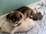 Chiots Husky de Sibérie LOF à réserver