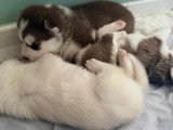 Chiots Husky de Sibérie LOF à réserver