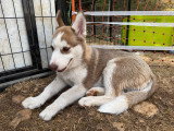 Chiots Husky