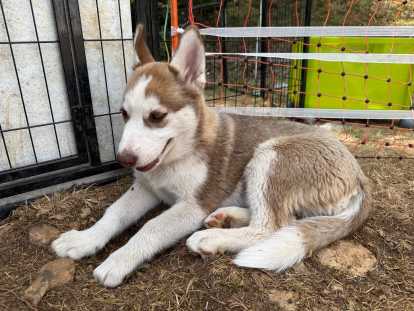 Chiots Husky