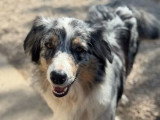 Chienne Berger Australien bleue merle 2 ans LOF à vendre