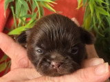 Portée de 5 chiots Shih Tzu non LOF nés en avril 2026