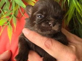 Portée de 5 chiots Shih Tzu non LOF nés en avril 2026