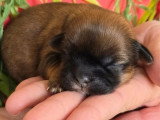 Portée de 5 chiots Shih Tzu non LOF nés en avril 2026