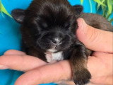 Portée de 5 chiots Shih Tzu non LOF nés en avril 2026