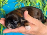 Portée de 5 chiots Shih Tzu non LOF nés en avril 2026