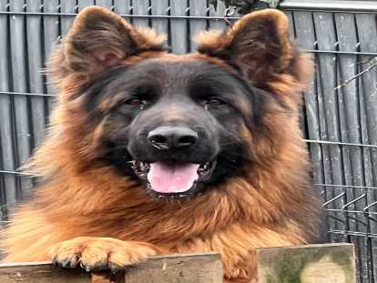 Chien Berger Allemand à poil long de 17 mois à vendre