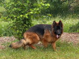 Chien Berger Allemand à poil long de 17 mois à vendre