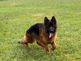 Chien Berger Allemand à poil long de 17 mois à vendre