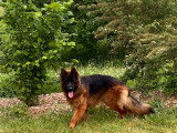 Chien Berger Allemand à poil long de 17 mois à vendre