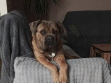 Usko, mâle Cane Corso LOF confirmé de 3 ans disponible pour saillie