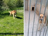 Heart, Berger Allemand adulte à donner