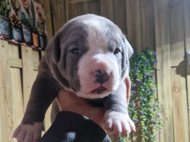 Chiots Amstaff à vendre