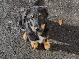 Chiot de type Beauceron à vendre