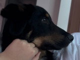 Chiot de type Beauceron à vendre