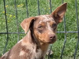 1 chiot Pinscher Nain mâle chocolat merle non LOF de juillet 2025 à vendre