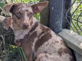 1 chiot Pinscher Nain mâle chocolat merle non LOF de juillet 2025 à vendre