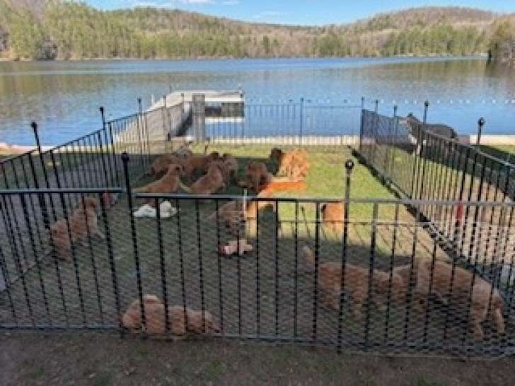 Chiot Golden Retriever à vendre