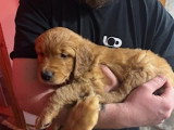 Chiot Golden Retriever à vendre