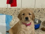 Chiot Golden Retriever à vendre