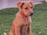 Prêt pour l'adoption : chiot mâle de 3 mois