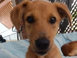 Prêt pour l'adoption : chiot mâle de 3 mois