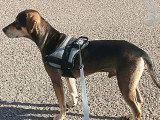 Disponible à l'adoption : chien d'un an au pelage ras
