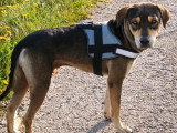 Disponible à l'adoption : chien d'un an au pelage ras