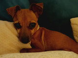 En quête d'un foyer : chienne de 8 ans au pelage fauve