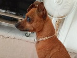 En quête d'un foyer : chienne de 8 ans au pelage fauve