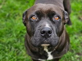 À adopter : chienne Berger Créole de 6 ans, robe noire et blanche