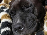 À adopter : chienne Berger Créole de 6 ans, robe noire et blanche