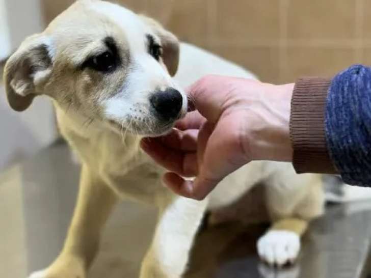 Francky en attente d'adoption