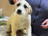 Francky en attente d'adoption
