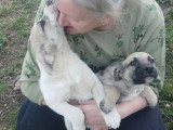 Francky en attente d'adoption