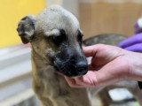 Jacky à adopter