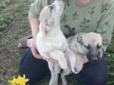 Jacky à adopter
